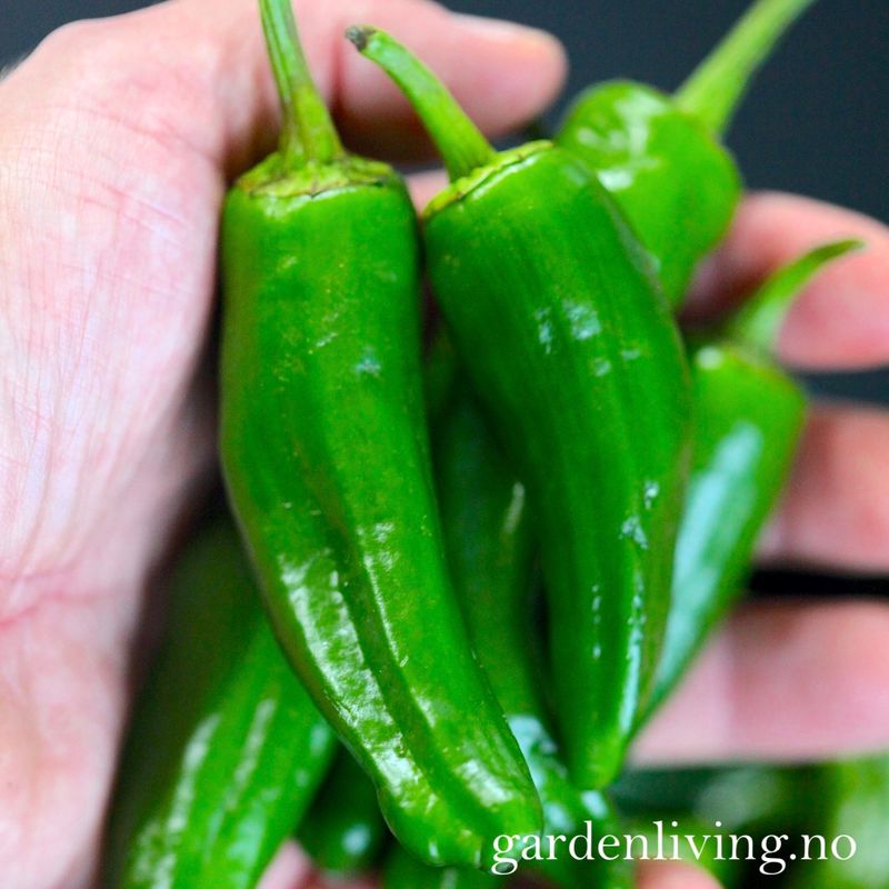 Chilipepper 'Padron' - Capsicum annuum 