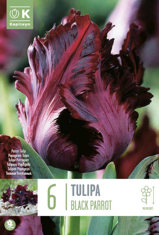 Tulipan 'Black Parrot', papegøyeblomstrende - 6 stk