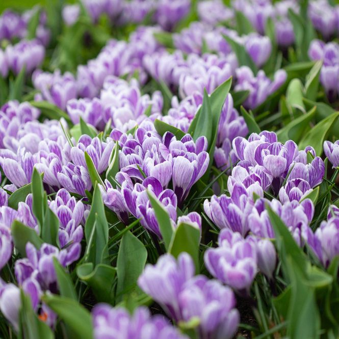 Hovedbilde Storblomstret krokus 'Pickwick' - Crocus - 10 stk