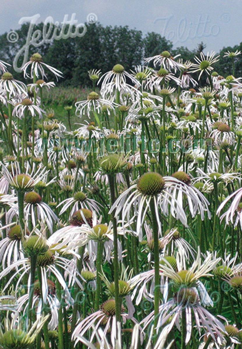 Bleksolhatt 'Hula Dancer' - Echinacea pallida