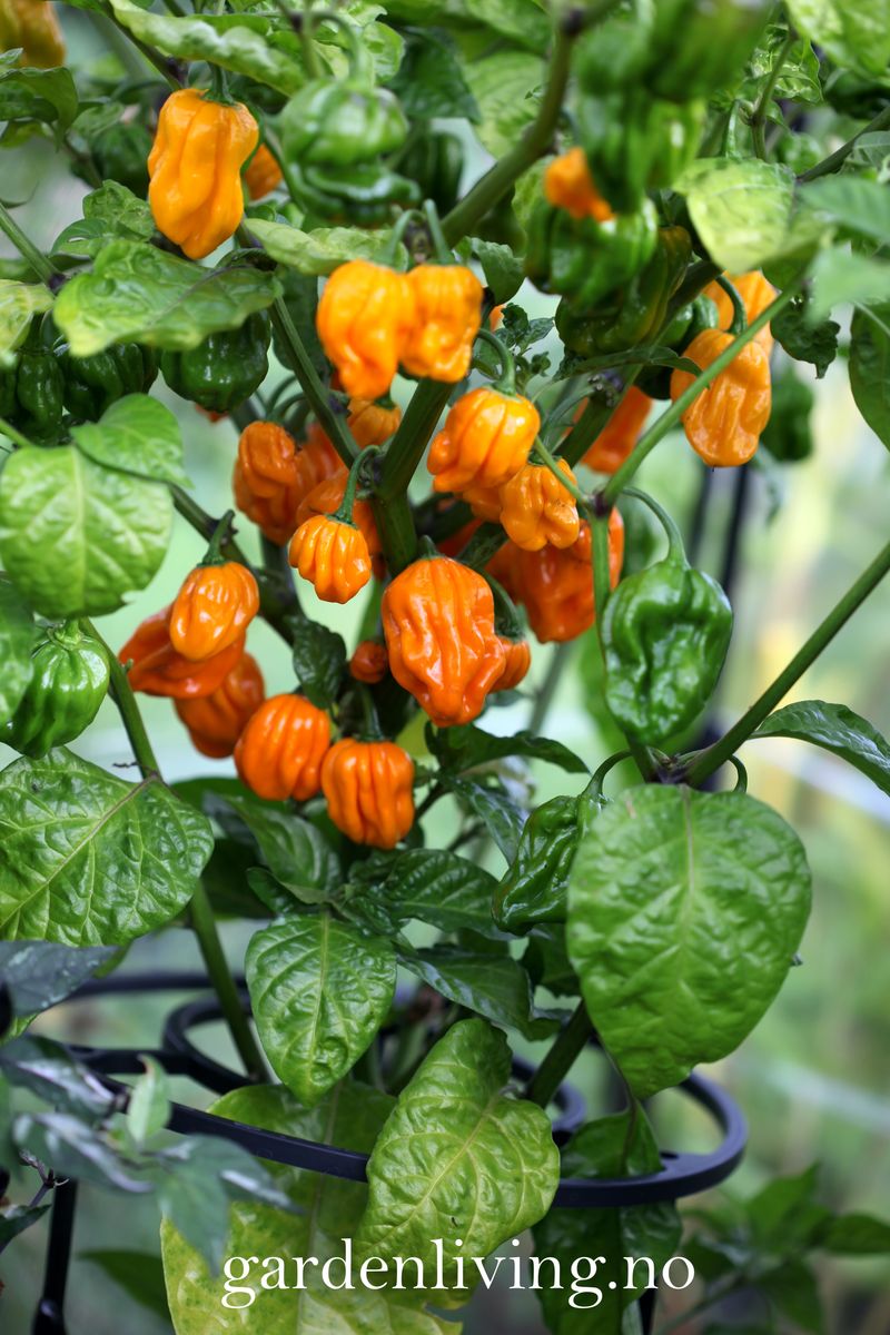 Chilipepper 'NuMex Suave Orange' - Capsicum chinense