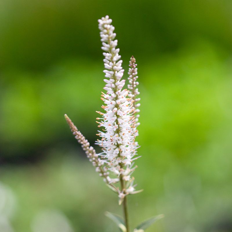 Kransveronika 'Diana' - Veronicastrum virginicum