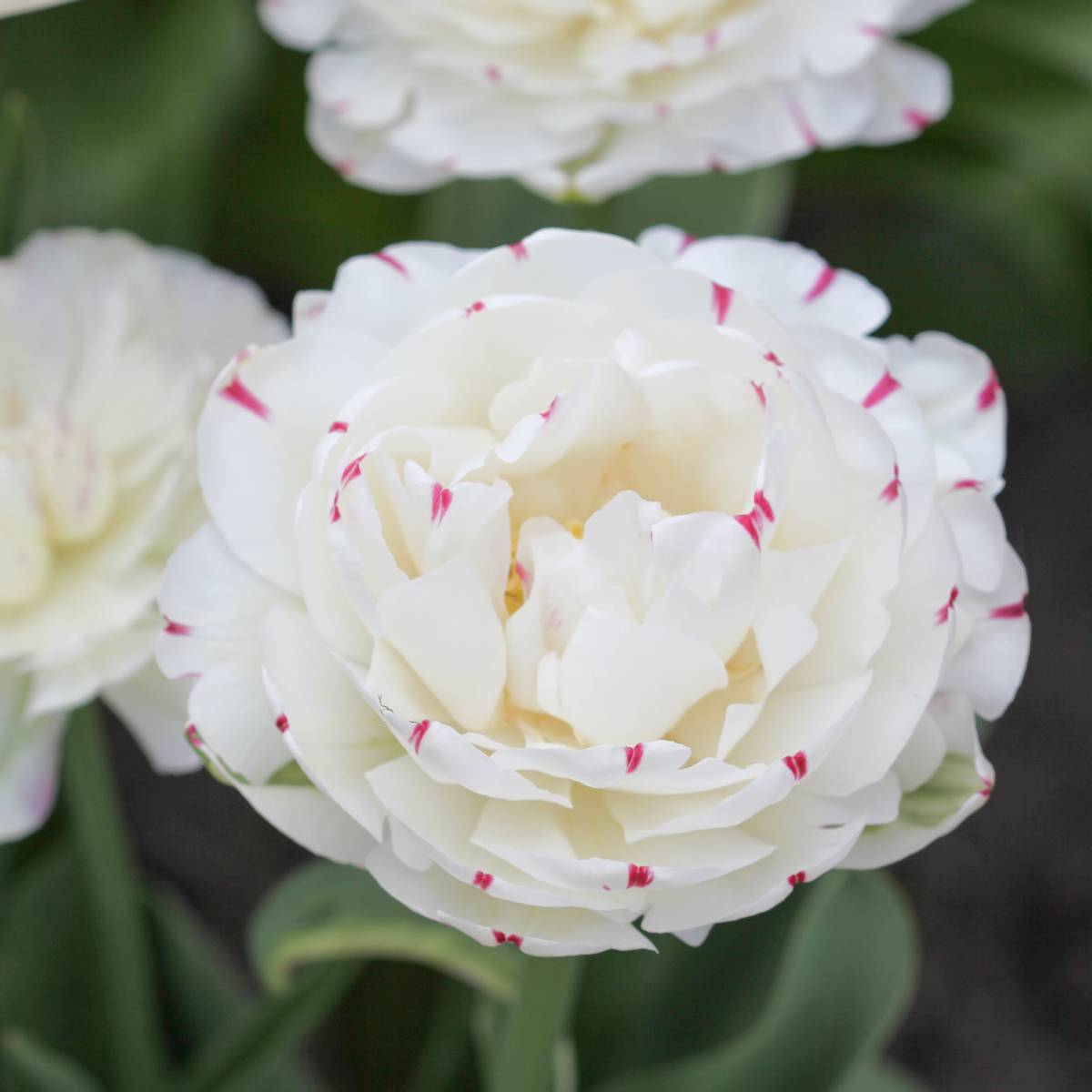 Tulipan 'Danceline', sen dobbel - 6 stk