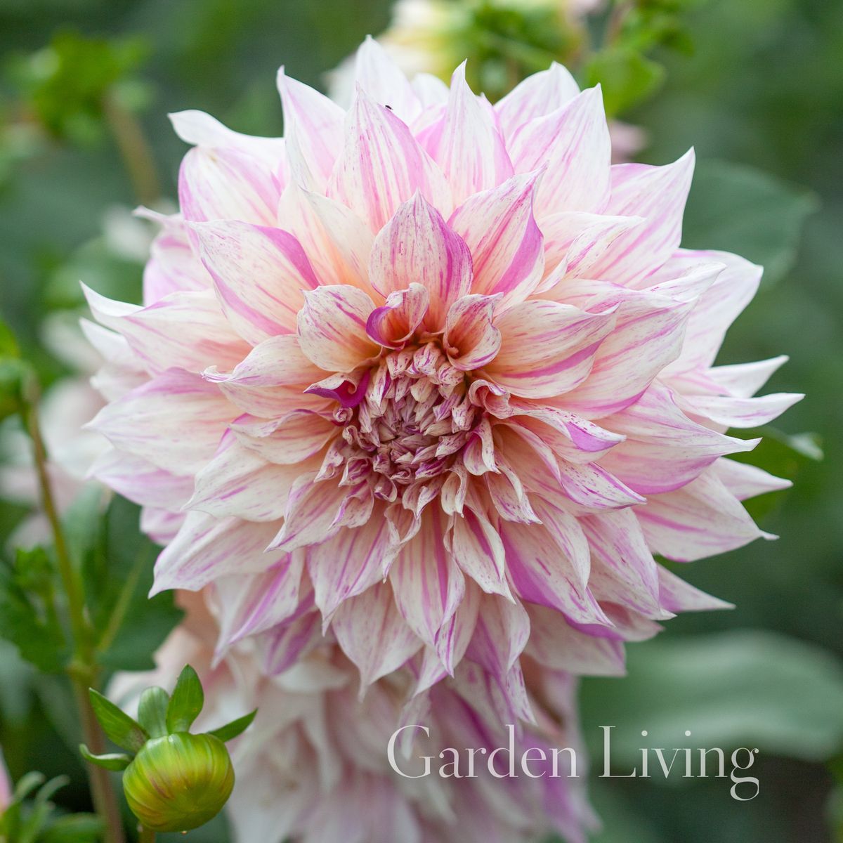 Georgine 'Cafe au Lait Twist - Dahlia x cultorum, 1 stk.