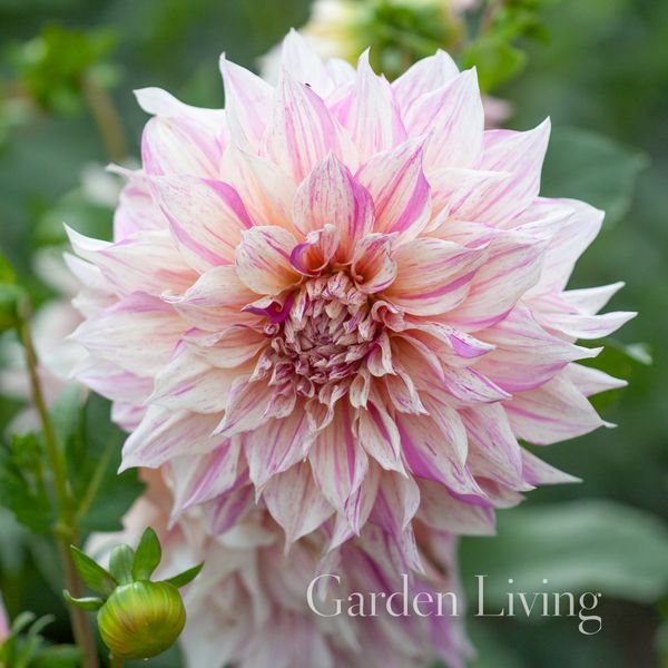 Hovedbilde Georgine 'Cafe au Lait Twist - Dahlia x cultorum, 1 stk.