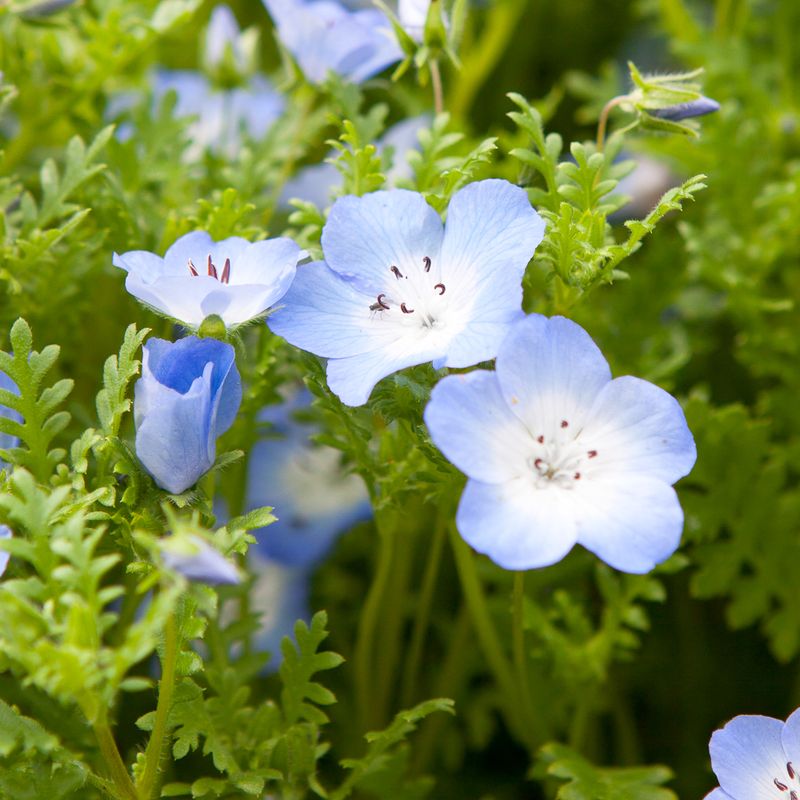 Blåøye 'Baby Blue Eyes’ - Nemophila insignis