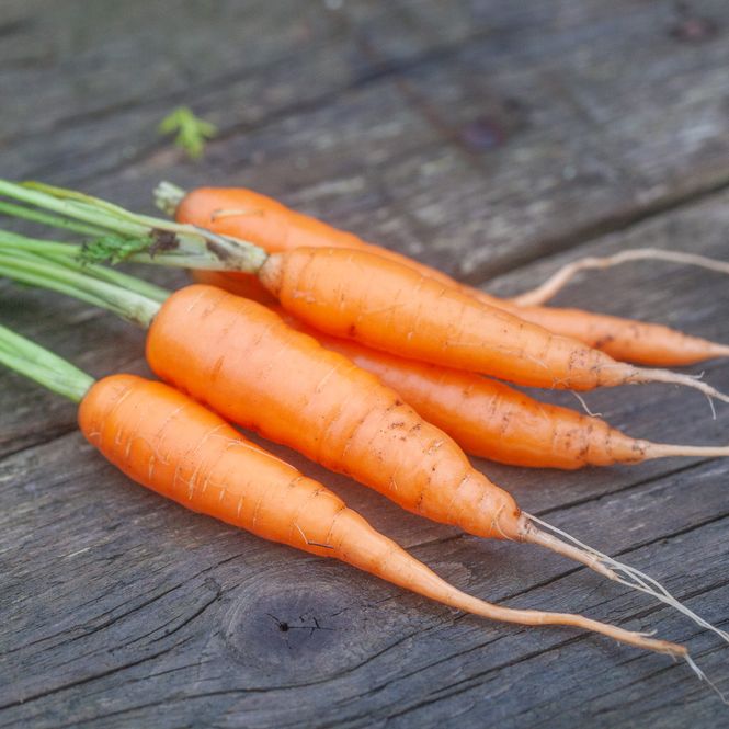 Hovedbilde Gulrot 'Marion' F1 - Daucus carota