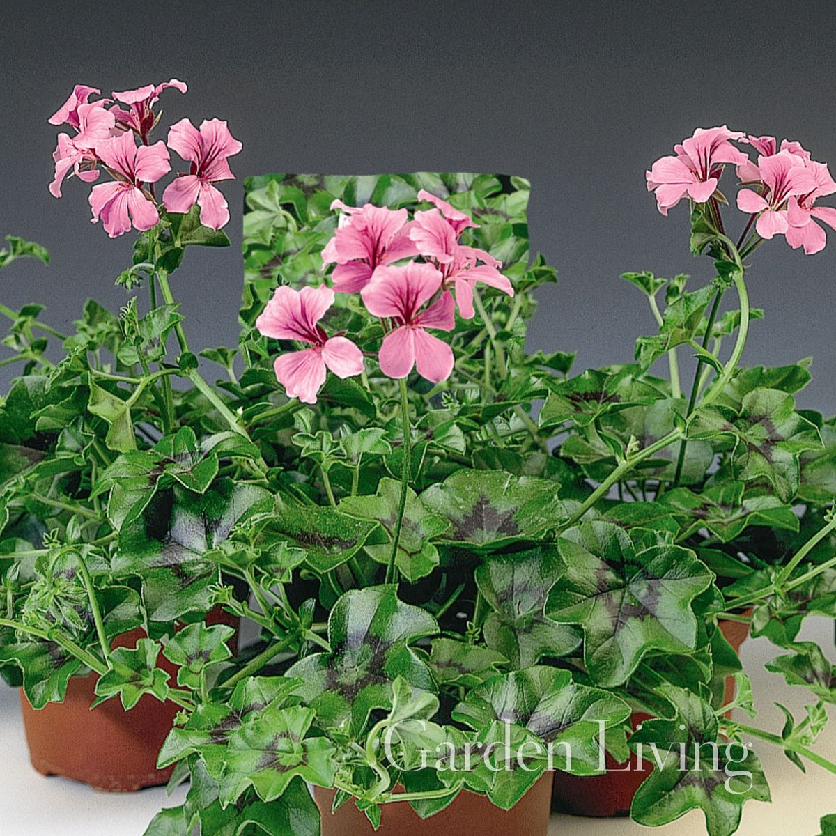 Pelargonium 'Tornado™ Pink' F1, Henge-