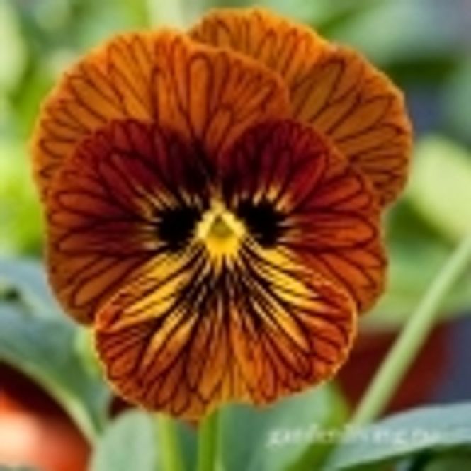 Hovedbilde Stemorsblomst 'Tiger Eye Red', småbl.  - Viola x williamsii
