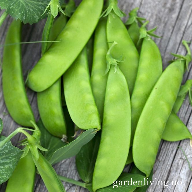 Hovedbilde Sukkerert 'Oregon Sugar Pod - Pisum sativum