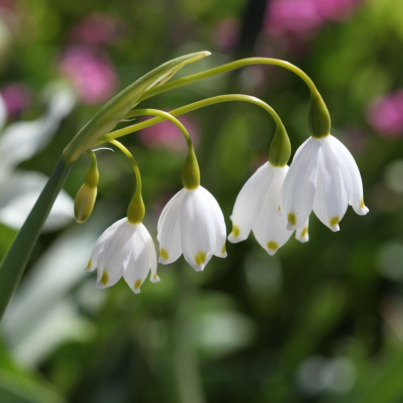 Jonsokklosterklokke - Leucojum aestivum - 5 stk
