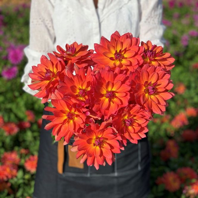 Hovedbilde Georgine 'Firepot’ - Dahlia x cultorum, 1 stk.