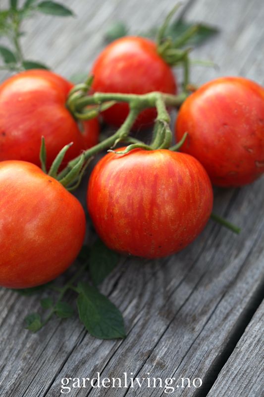 Frilandstomat 'Khudozhnik' - Solanum lycopersicum