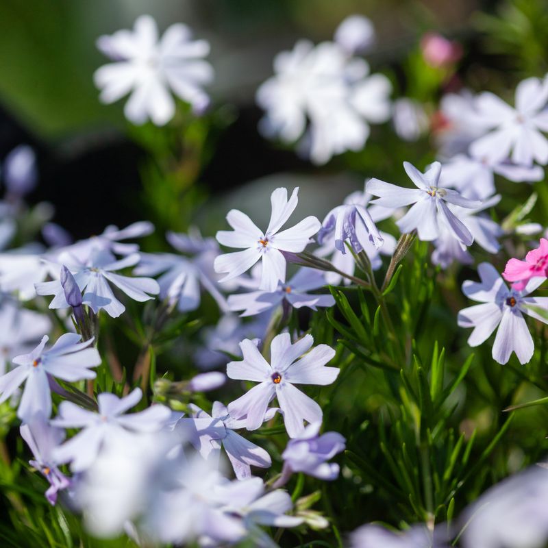 Vårfloks 'Emerald Cushion' - Phlox subulata