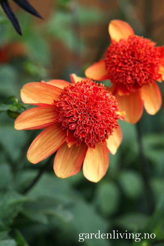 Georgine 'Josie - Dahlia x cultorum, 1 stk.