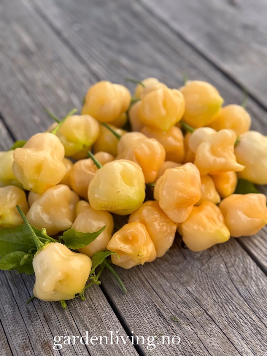 Chilipepper 'Sugar Rush Peach Bell' - Capsicum baccatum