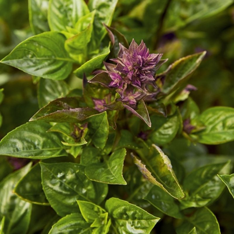 Basilikum 'Batik' - Ocimum basilicum var. thyrsiflora