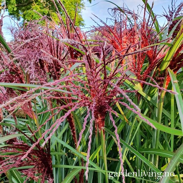 Hovedbilde Silkekinagress 'Boucle' - Miscanthus sinensis 