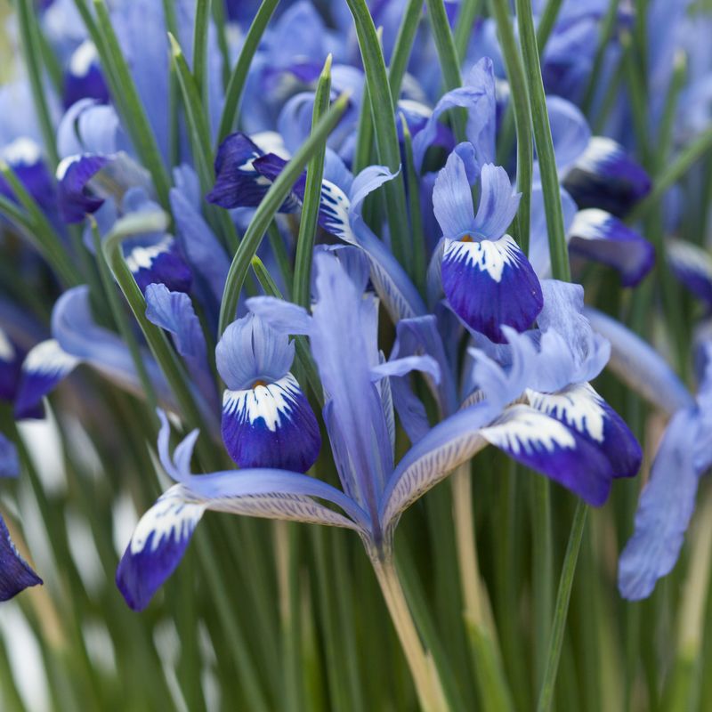 Våriris 'Clairette' - Iris reticulata - 12 stk