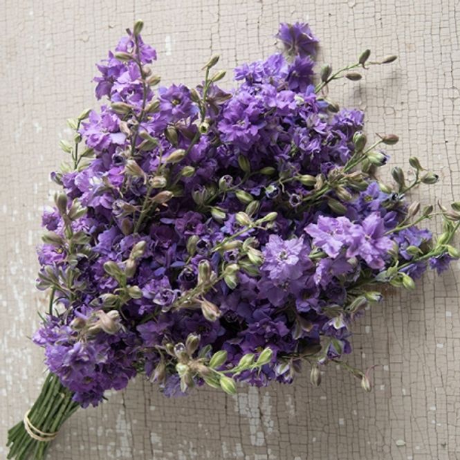 Hovedbilde Hyasintridderspore 'Lilac Lass' - Consolida ajacis