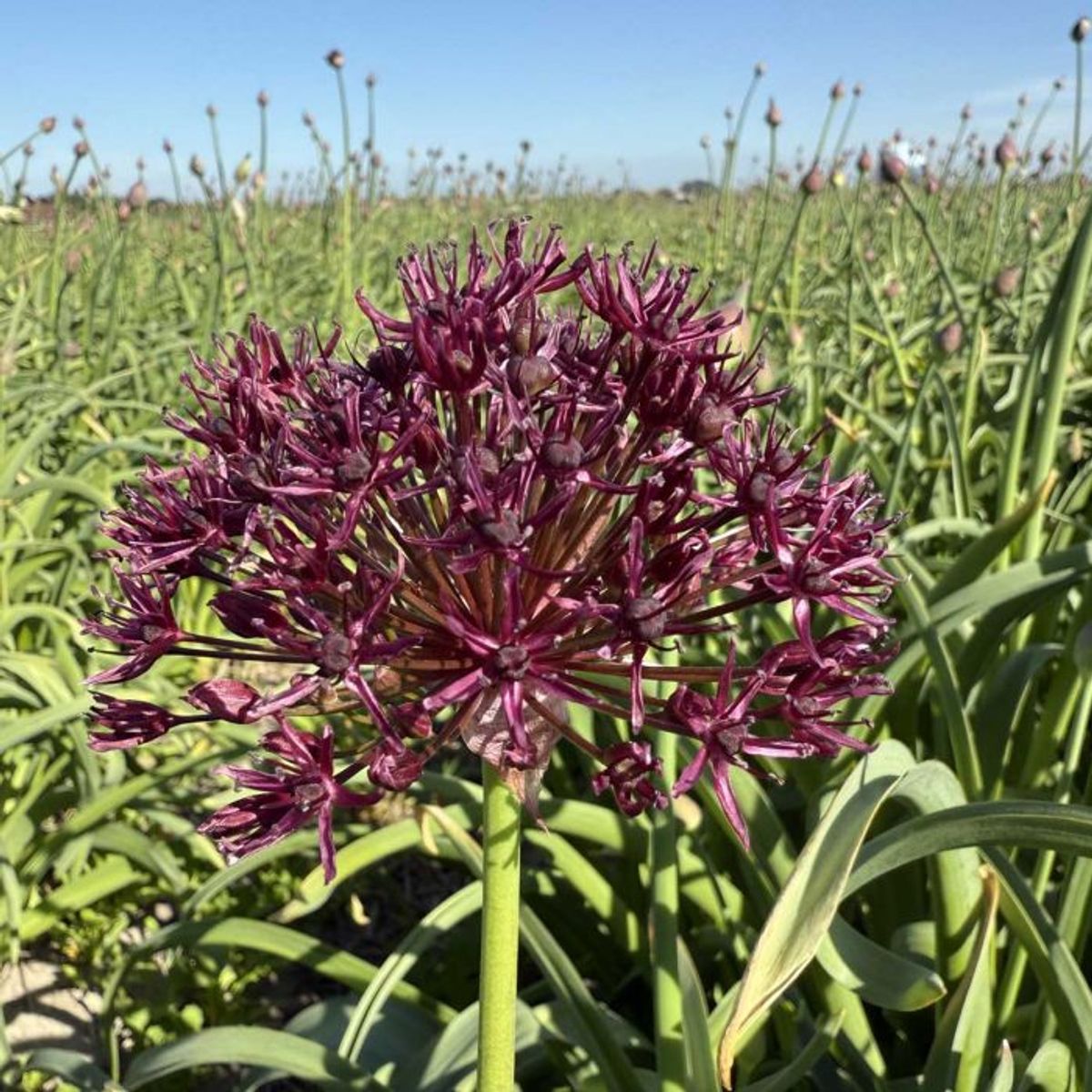 Vinløk - Allium atropurpureum - 10 stk