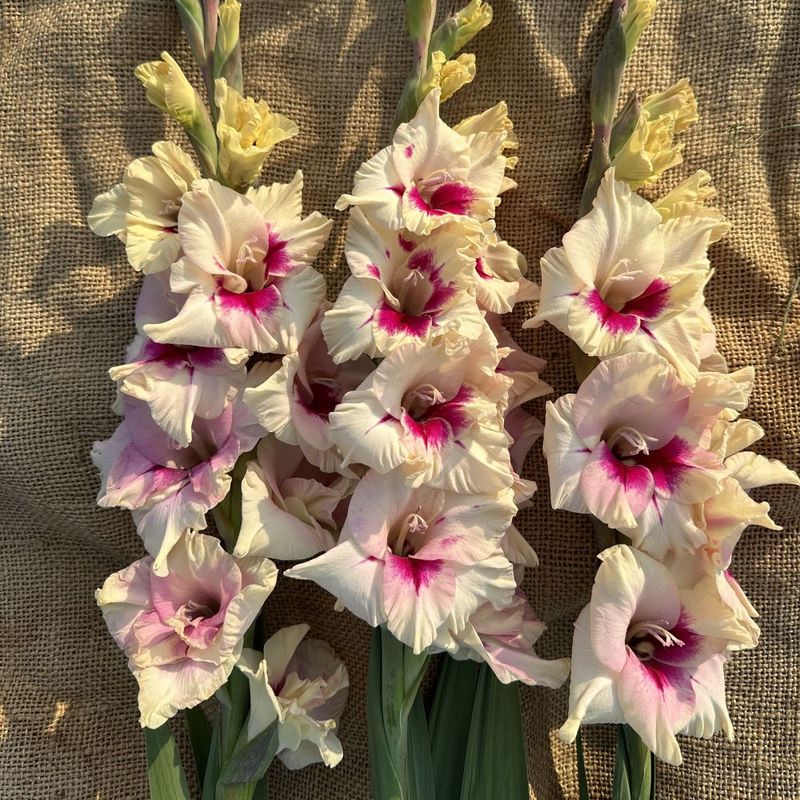 Gladiol 'Amber Mistique' - Gladiolus, 10 stk.