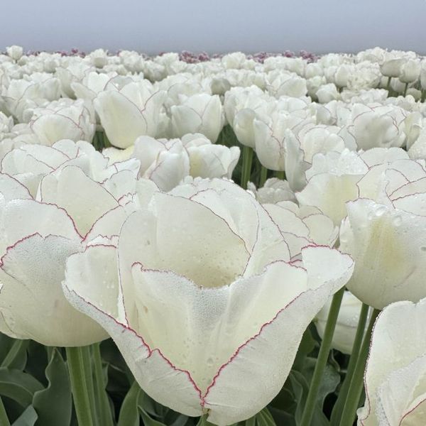 Hovedbilde Tulipan 'Charlize' - 10 stk