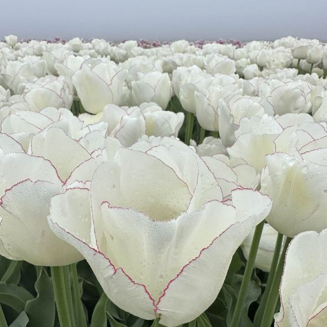 Hovedbilde Tulipan 'Charlize' - 10 stk