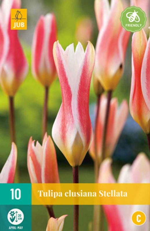 Clusiustulipan 'Stellata' - Tulipa clusiana var stellata - 10 st