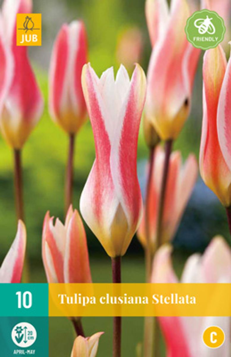 Clusiustulipan 'Stellata' - Tulipa clusiana var stellata - 10 st