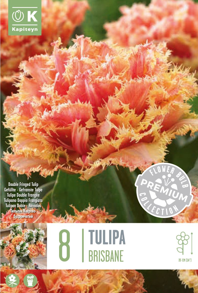 Tulipan 'Brisbane', Frynsetulipan - 5 stk