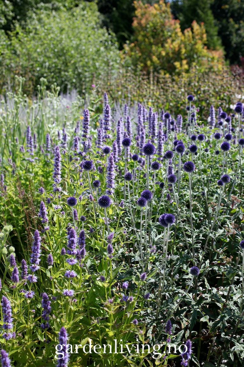 Anisisop 'Blue and White Mixed' - Agastache foeniculum