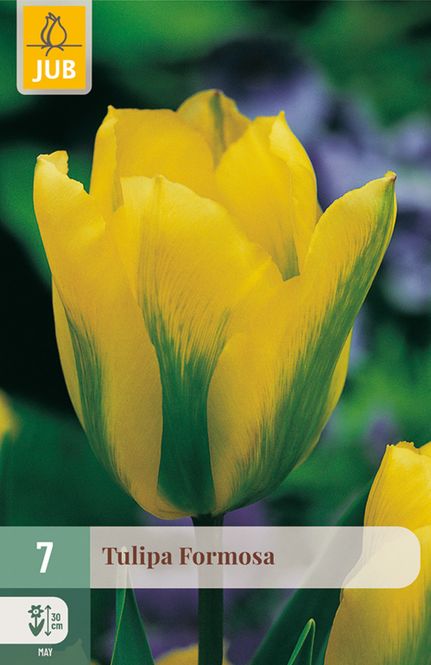 Hovedbilde Tulipan 'Formosa', Viridiflora - 7 stk