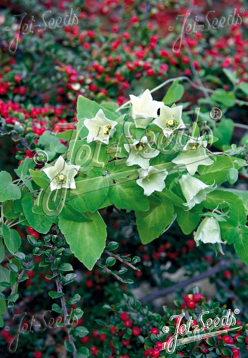 Vindelklokke - Codonopsis pilosula