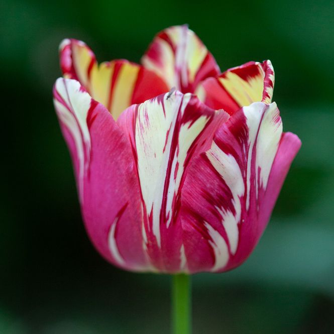 Hovedbilde Historisk tulipan 'Saskia - Tulipa - 1 stk 