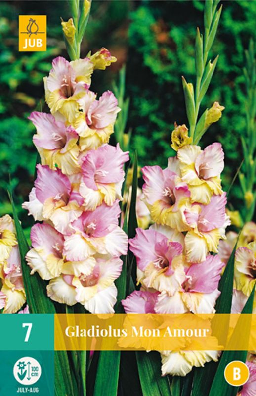 Gladiol 'Mon Amour' - Gladiolus, 7 stk.