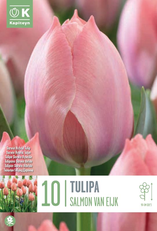 Tulipan 'Salmon Van Eijk' ®, darwinhybrid - 10 stk