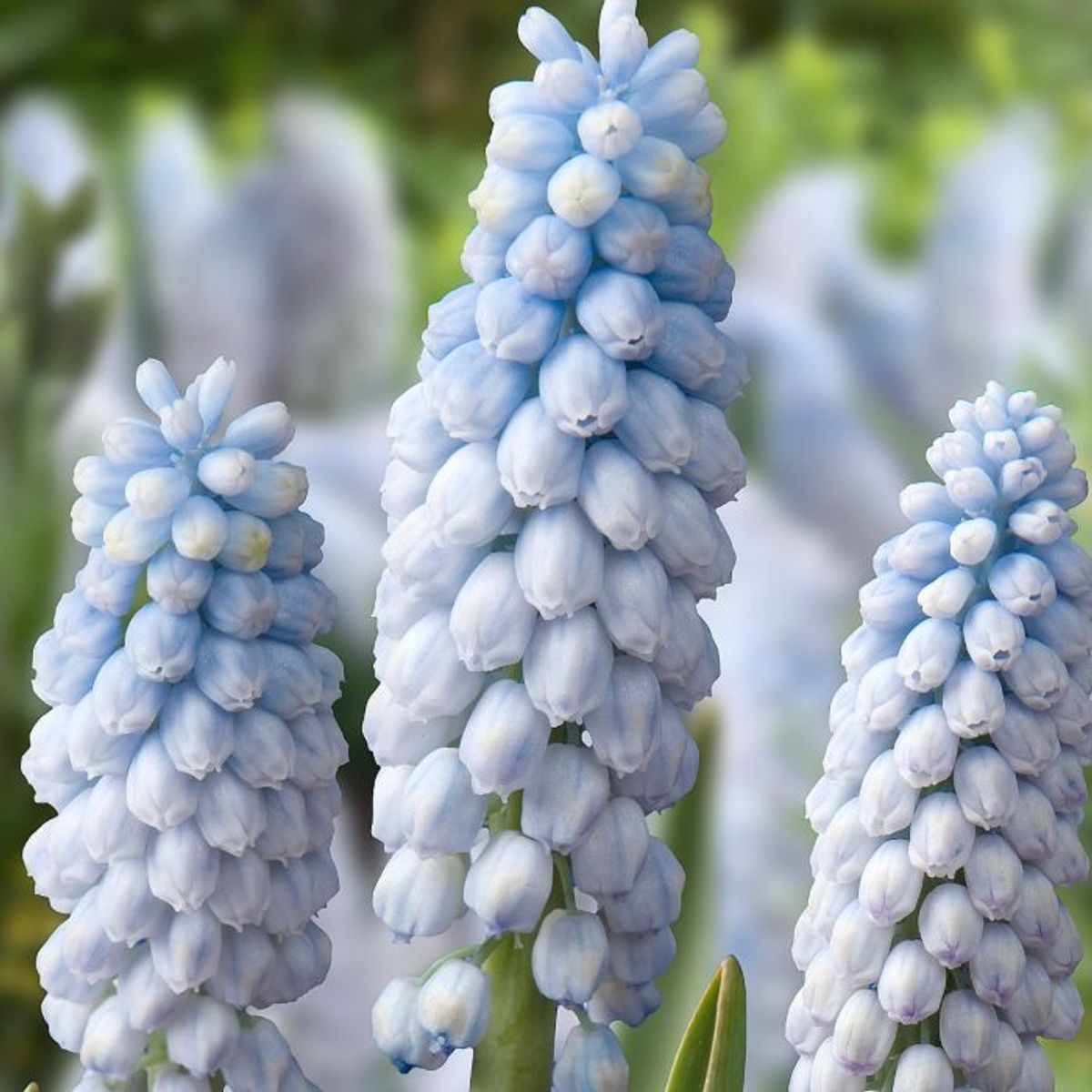 Perleblomst 'Baby's Breath' - 10 stk