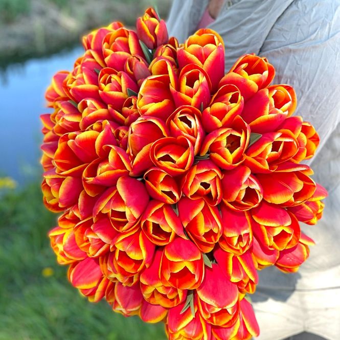 Hovedbilde Tulipan 'Choice', triumph - 10 stk
