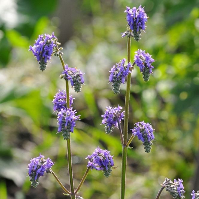 Hovedbilde Salvia nutans