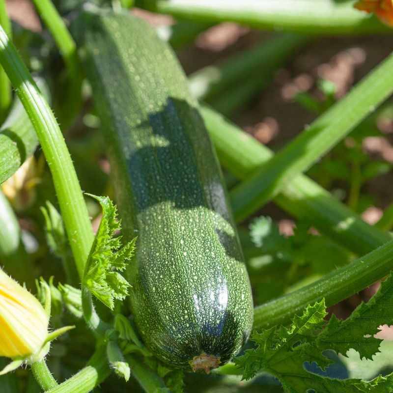 Squash 'Zucchini' - Cucurbita pepo 