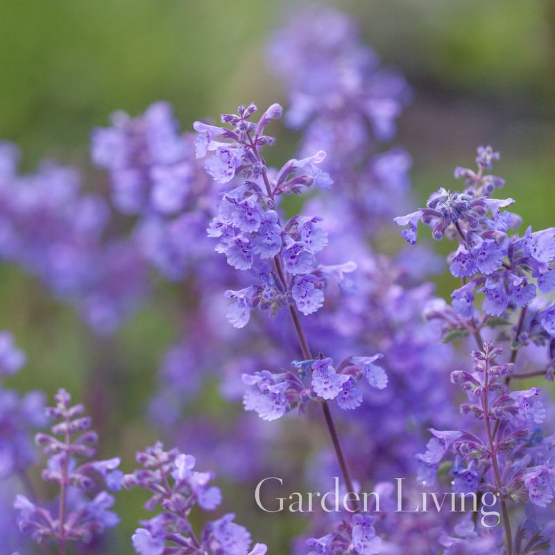 Kattemynte 'Walker's Low' - Nepeta fassenii