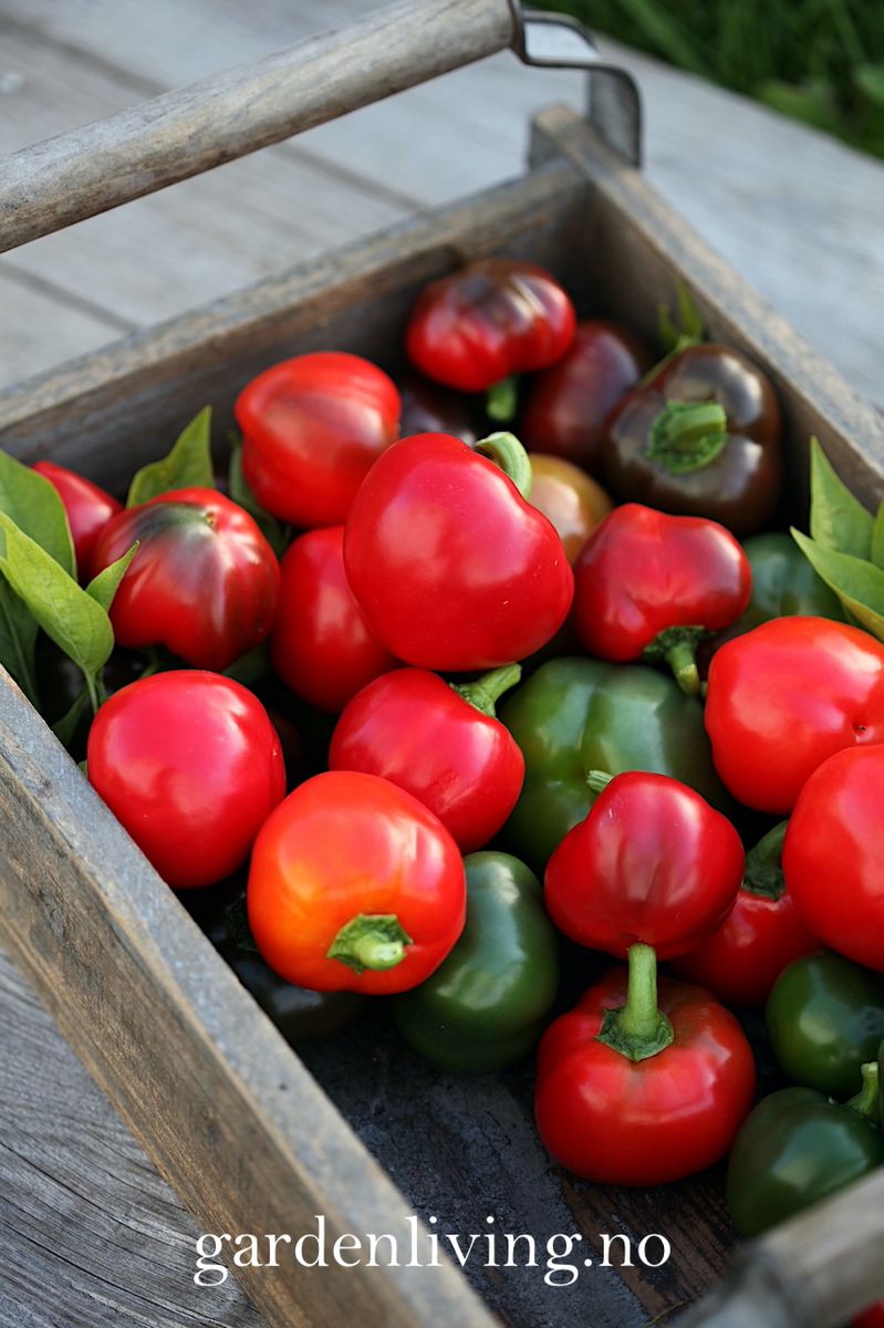 Paprika 'Topepo Rosso' - Capsicum annuum