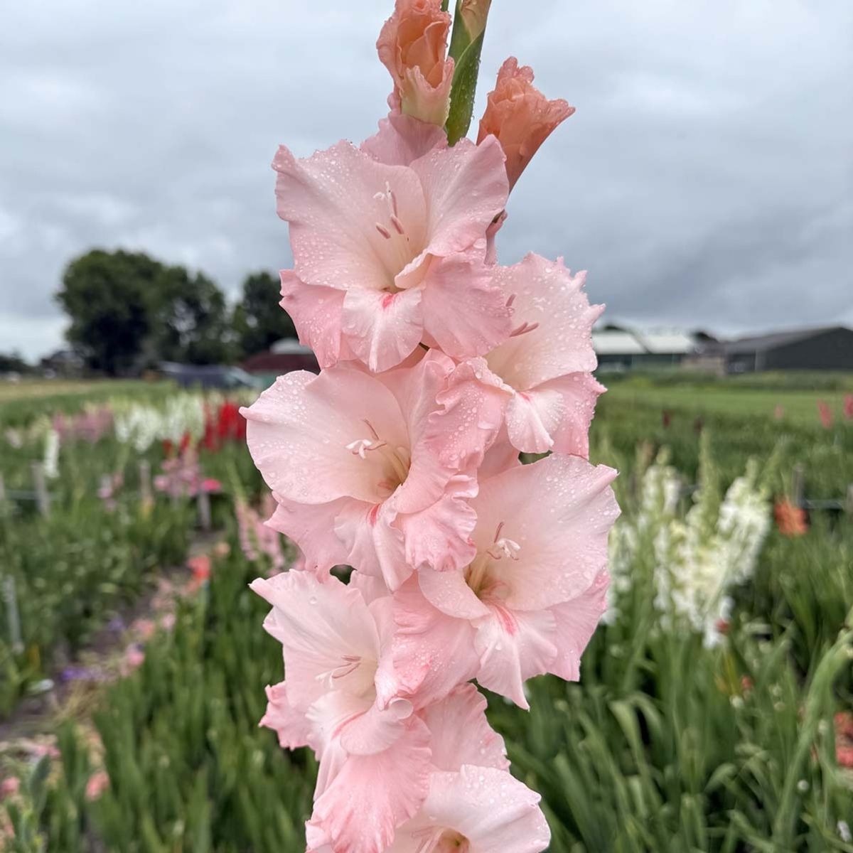 Gladiol 'Jarama' - Gladiolus, 10 stk.