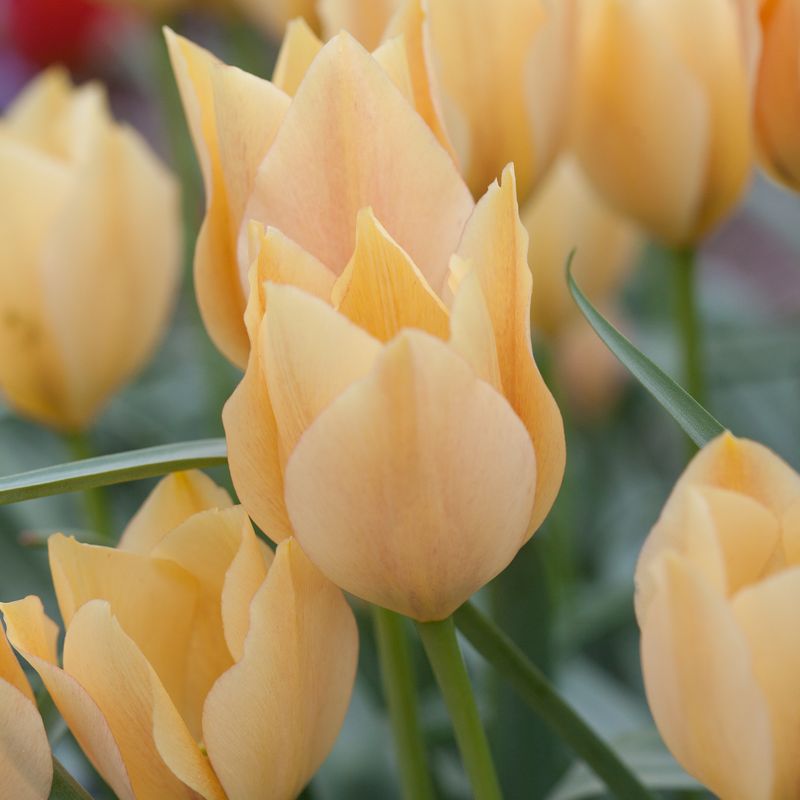 Lintulipan 'Bright Gem' - Tulipa linifolia syn. batalinii - 10 st