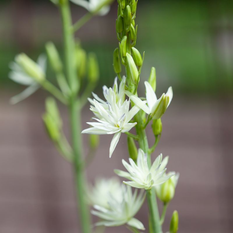 Bjørnestjerne 'Semiplena' - Camassia leichtlinii - 1 stk