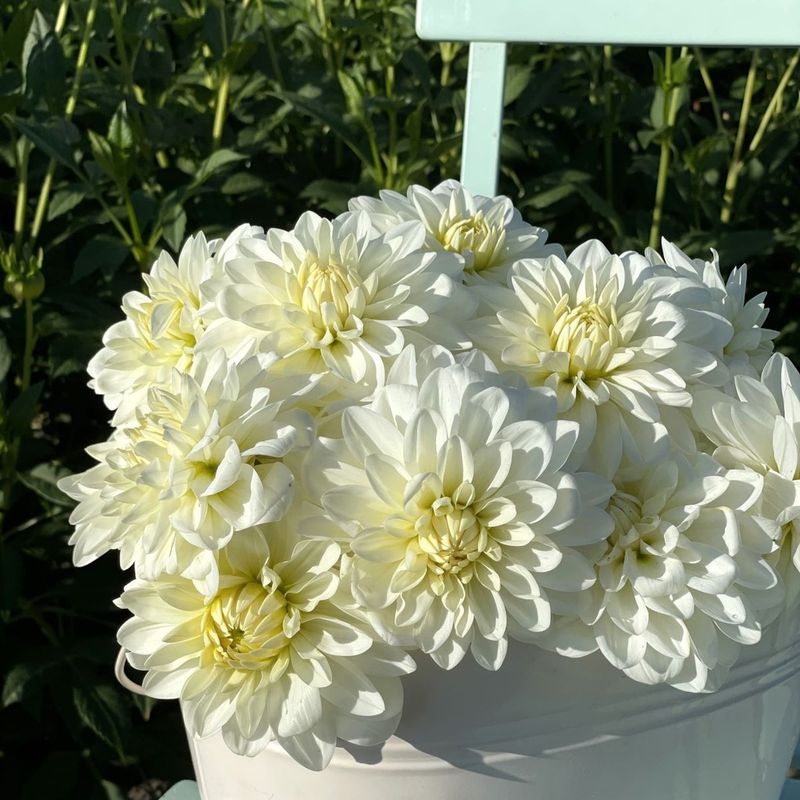 Georgine 'Gallery Fair, lav - Dahlia x cultorum, 1 stk.