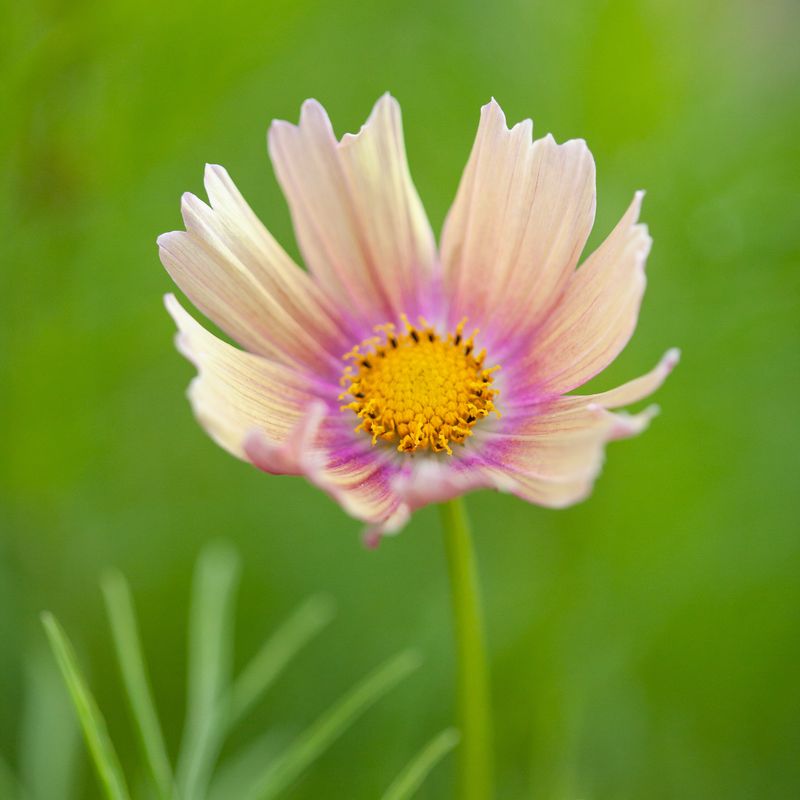 Pyntekorg 'Apricot Lemonade' - Cosmos bipinnatus