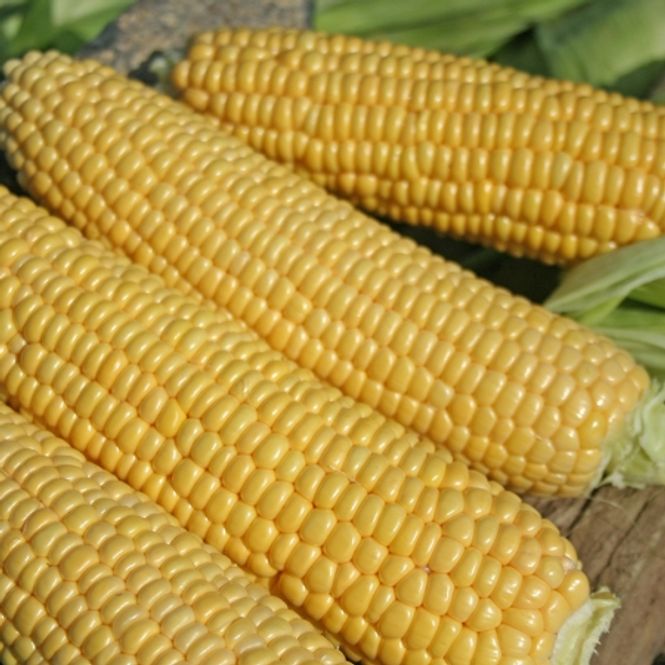 Hovedbilde Mais 'Swift' F1- Zea mays