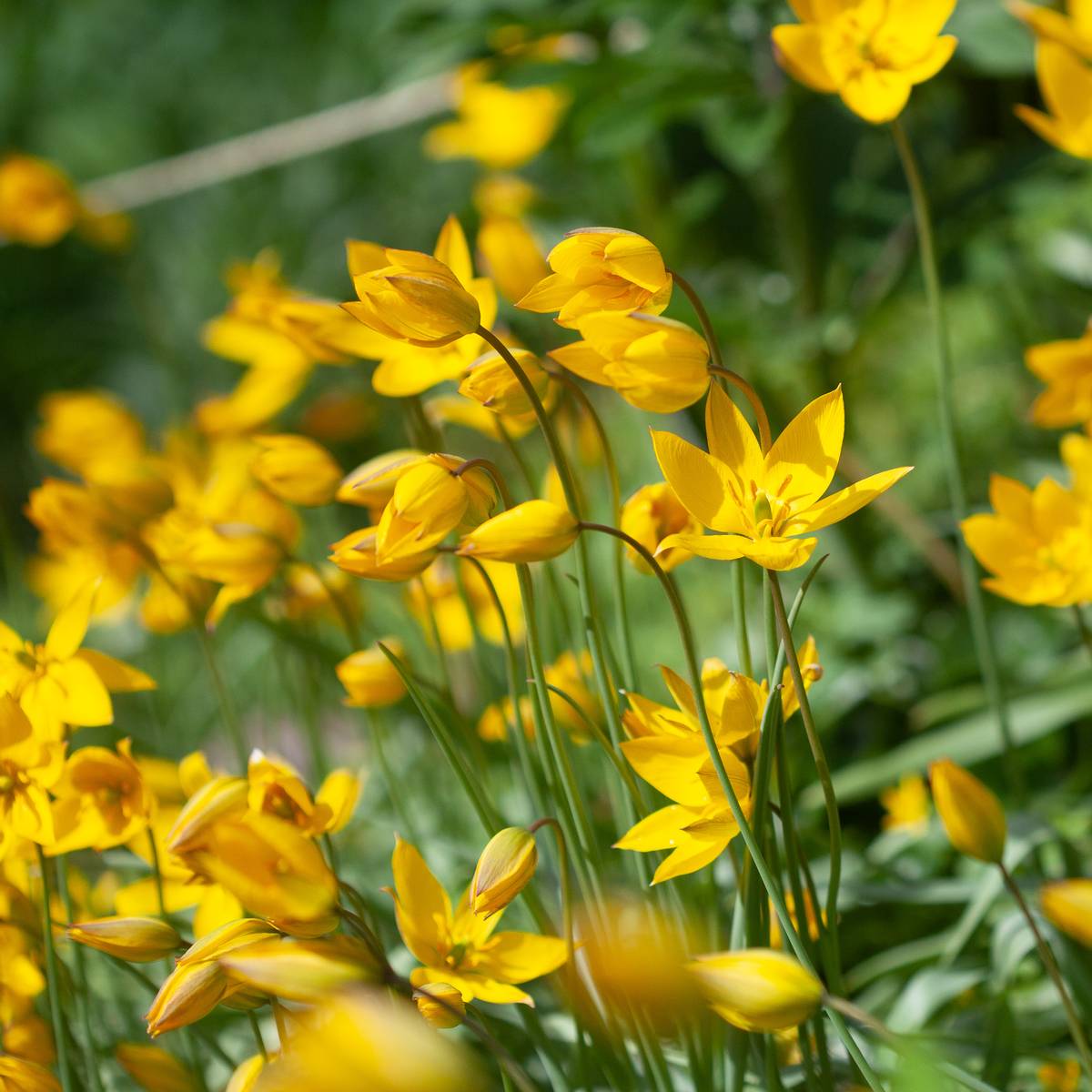 Skogtulipan - Tulipa sylvestris - 10 stk